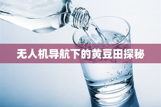 无人机导航下的黄豆田探秘